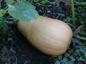 squash